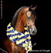 Marwan Al Shaqab